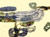 FLAGELLA DREAMS