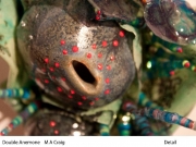Double Anemone - detail